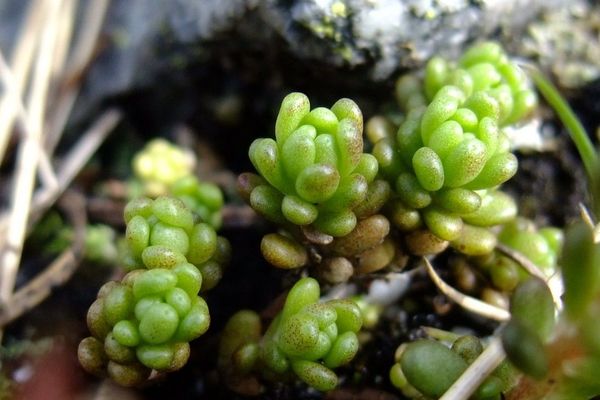 Alpine stonecrop
