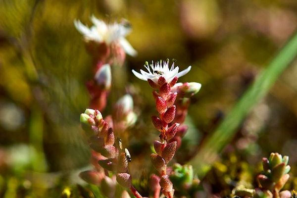 English stonecrop
