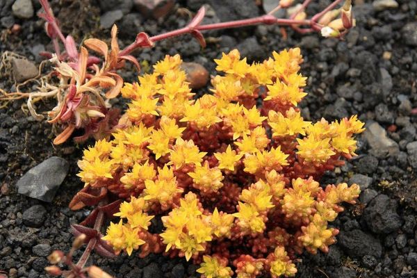 Annual stonecrop