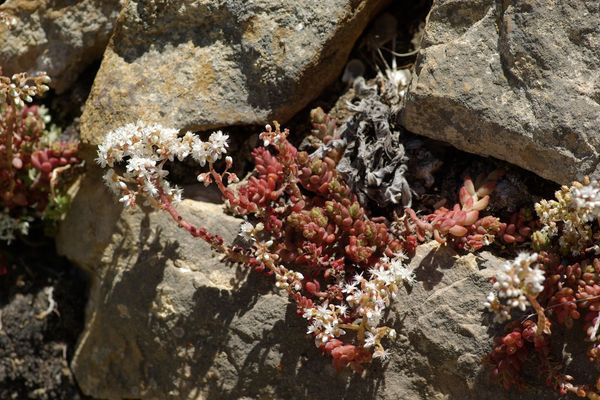 Sedum brevifolium
