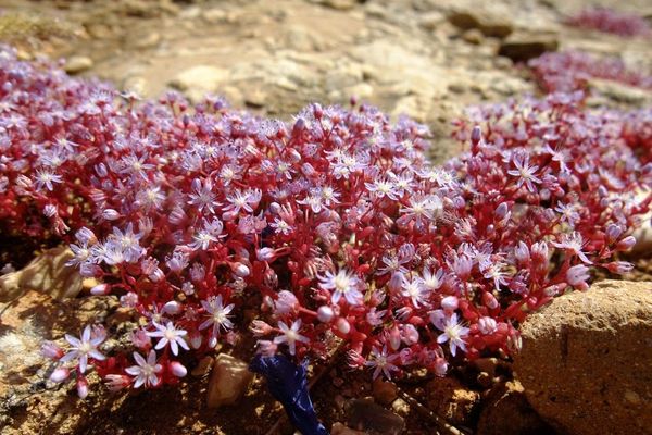 Azure stonecrop
