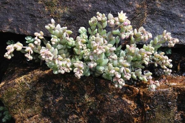 Thick-leaf stonecrop