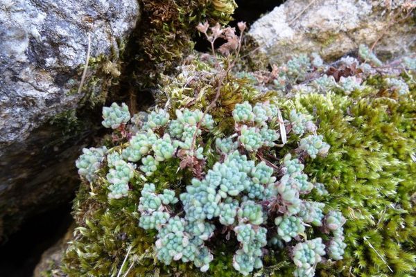 Sedum hirsutum