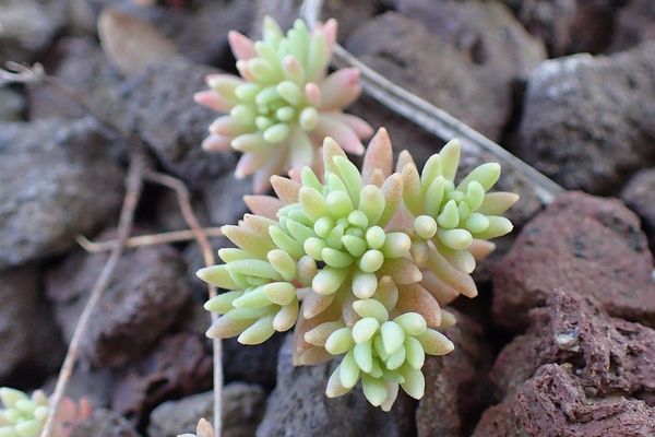 Spanish stonecrop
