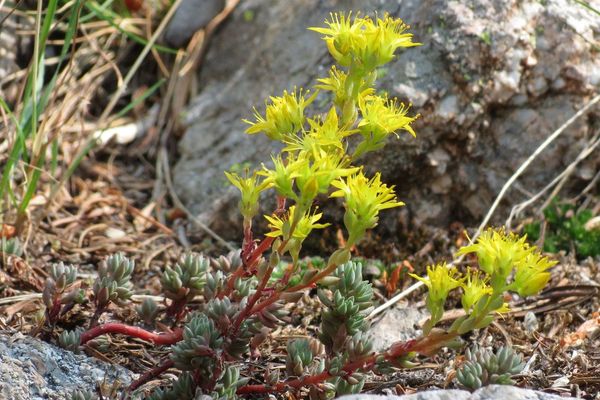 Spearleaf stonecrop