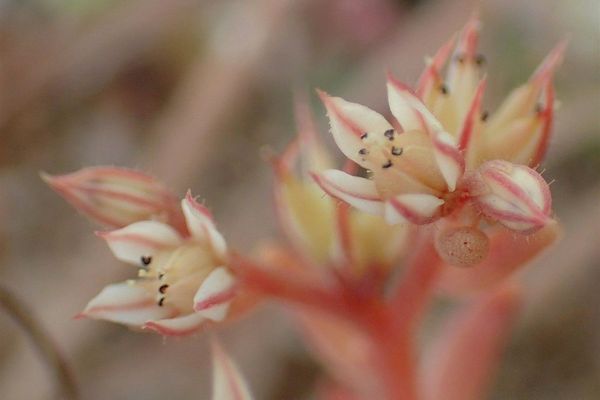 Red stonecrop