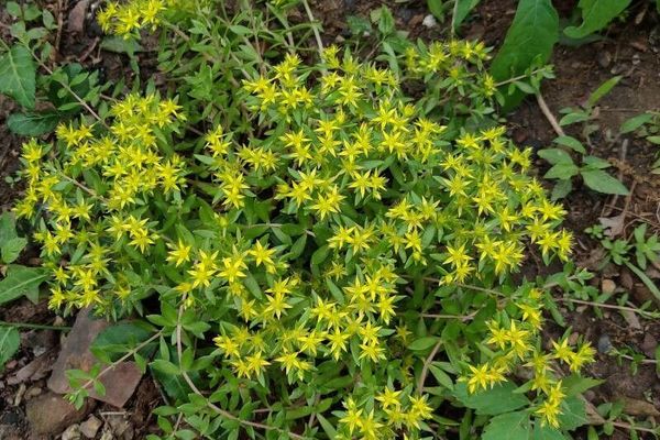 Stringy stonecrop