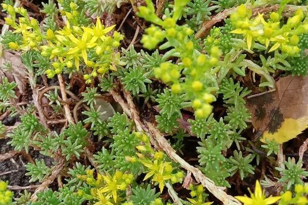 Tasteless stonecrop