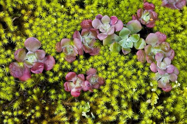 Colorado stonecrop
