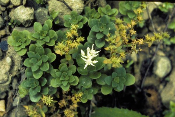 Wild stonecrop
