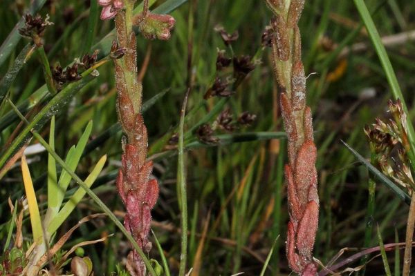 Hairy stonecrop