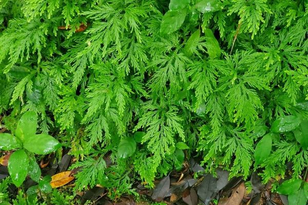 Selaginella delicatula