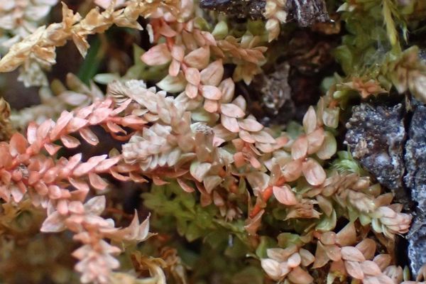 Selaginella helvetica