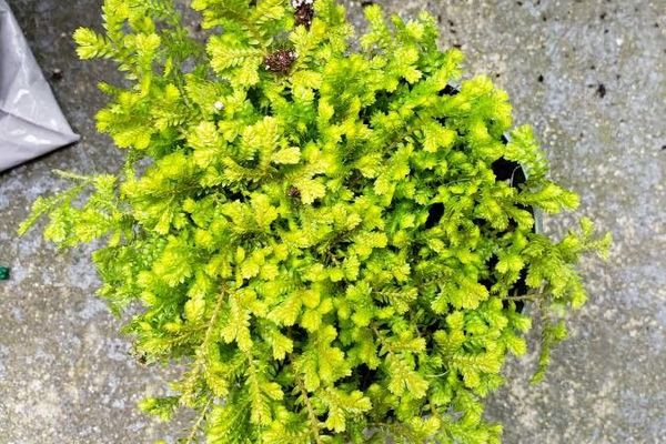 Garden selaginella