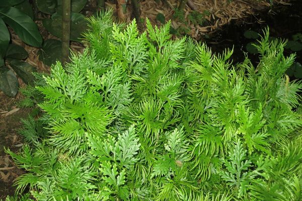 Selaginella pallescens