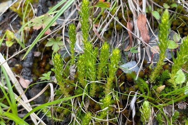 Clubmoss