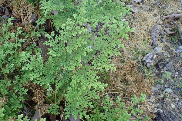 Little-club-moss