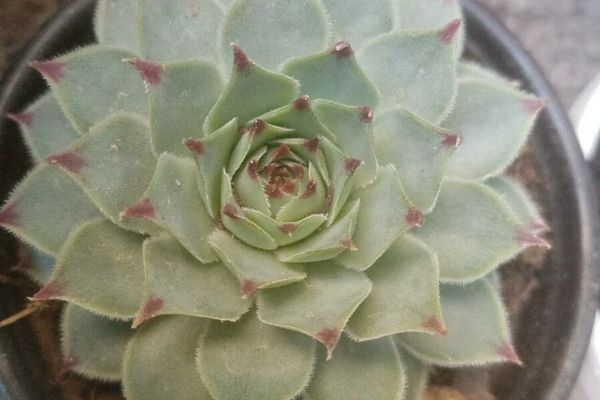 Sempervivum calcareum