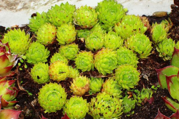 Rolling hen-and-chicks