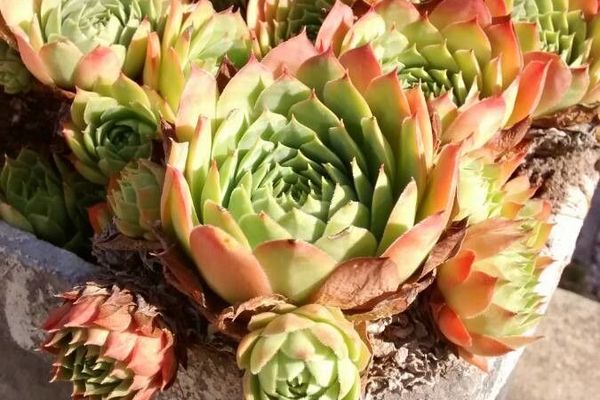 Houseleek