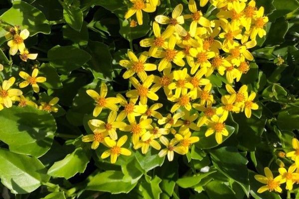 Cape-ivy