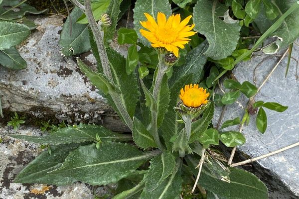 Leopard's-bane groundsel