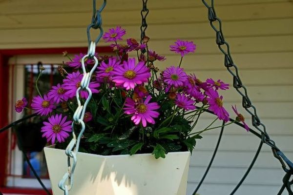 Purple groundsel