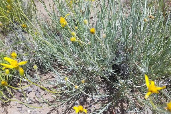 Threadleaf ragwort