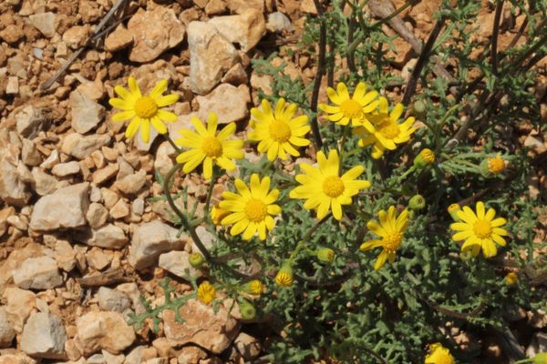 French groundsel