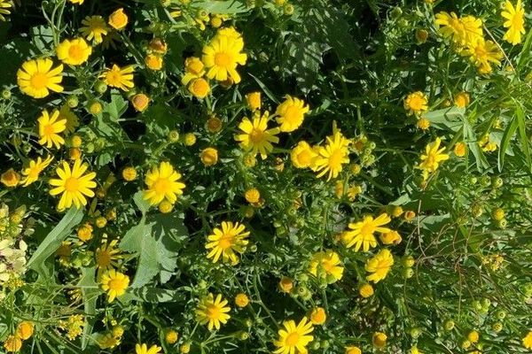 Senecio glaucus