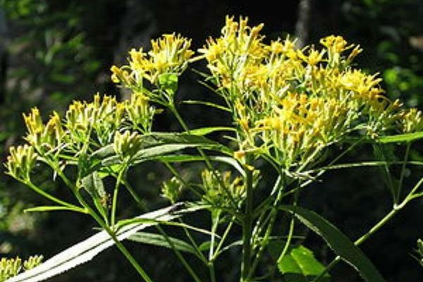 Senecio hercynicus