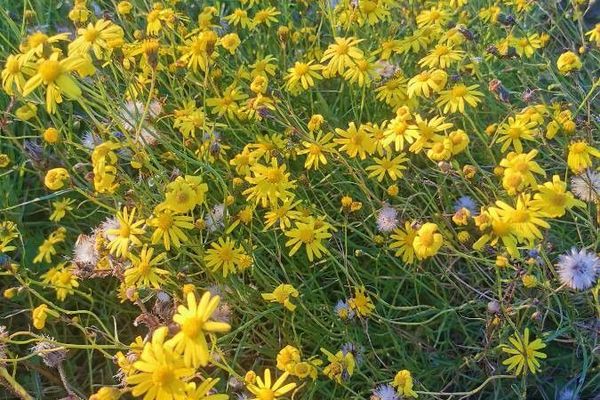 South african ragwort
