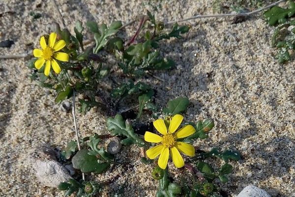 Coastal ragwort