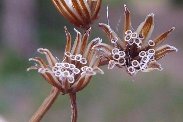 Fireweed groundsel