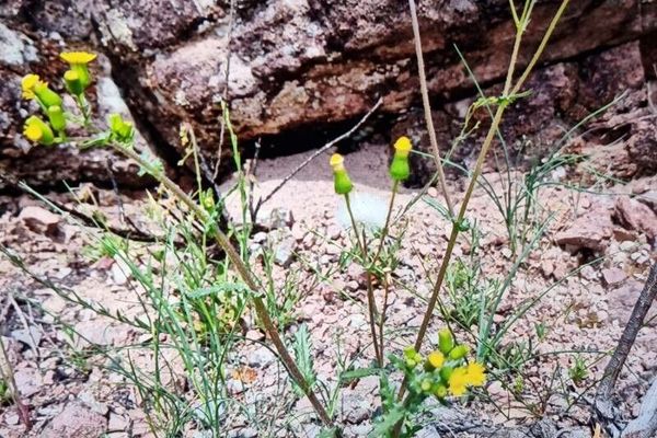 Senecio lividus