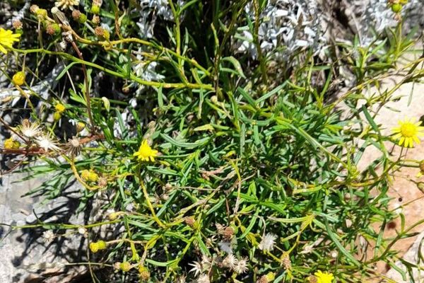 Madagascar ragwort