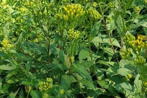 Alpine ragwort