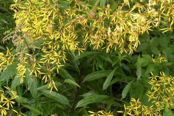 Wood ragwort