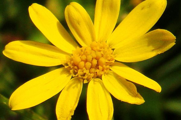 Senecio pinnatifolius