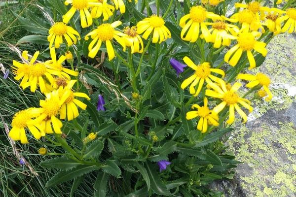 Senecio pyrenaicus