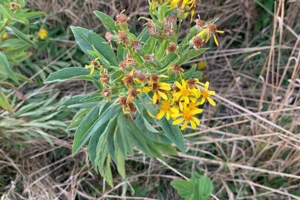 Broad-leaved ragwort