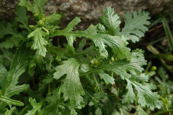 Oxford ragwort