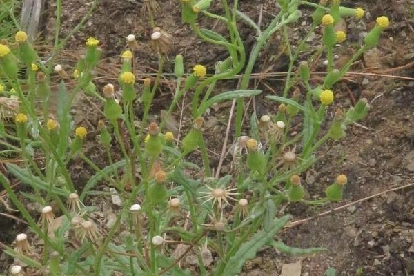 Heath groundsel