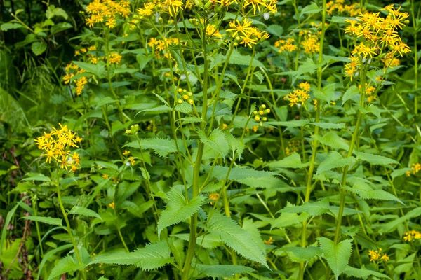 Arrowleaf butterweed