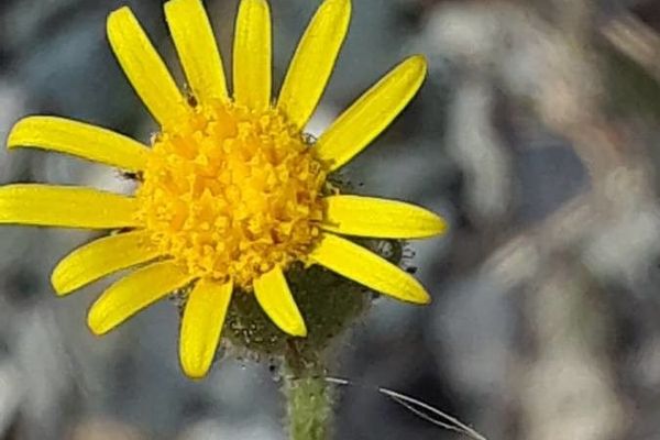 Sticky groundsel