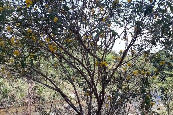 Rambling cassia