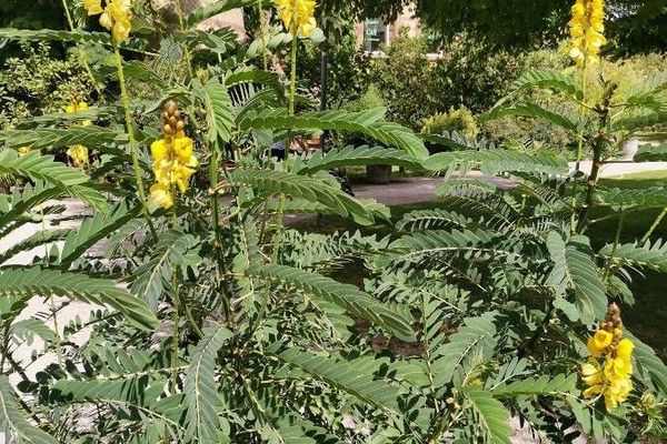 African senna