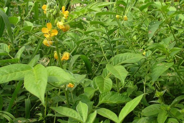 Woolly senna