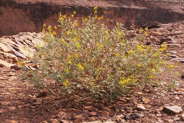 Spanish senna