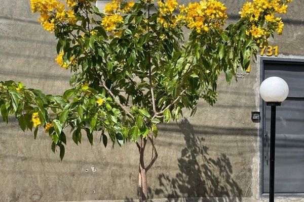 Senna macranthera